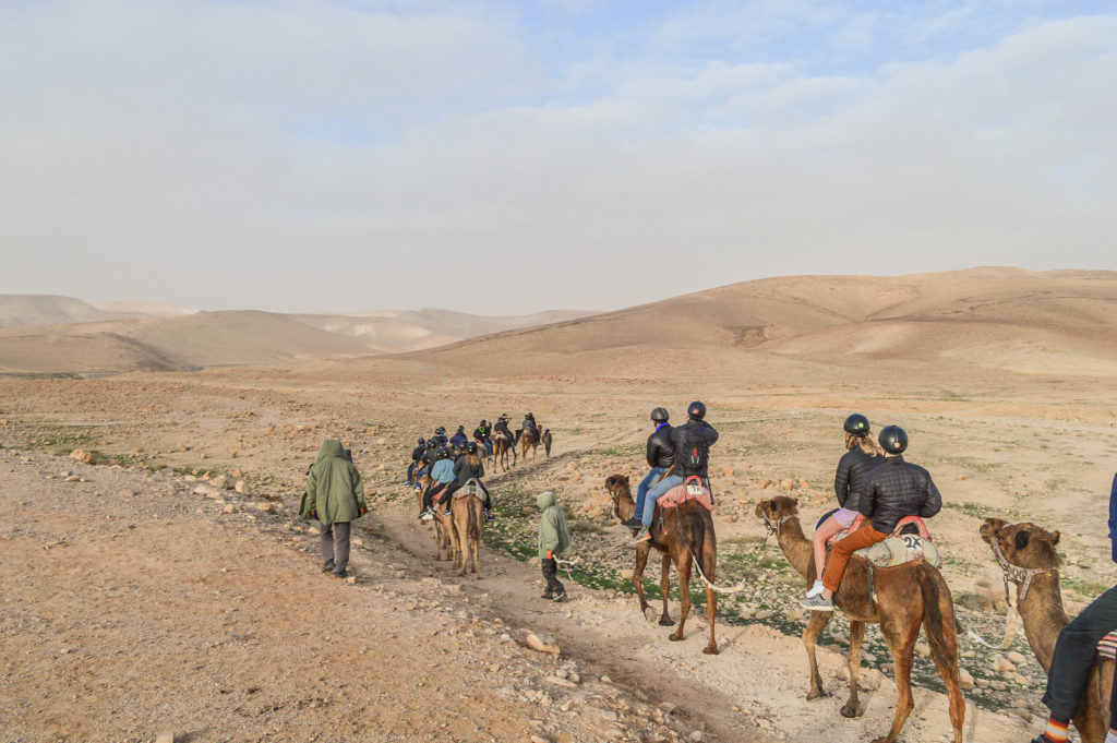 group of travelers riding tandem on camels going off on a path into the desert