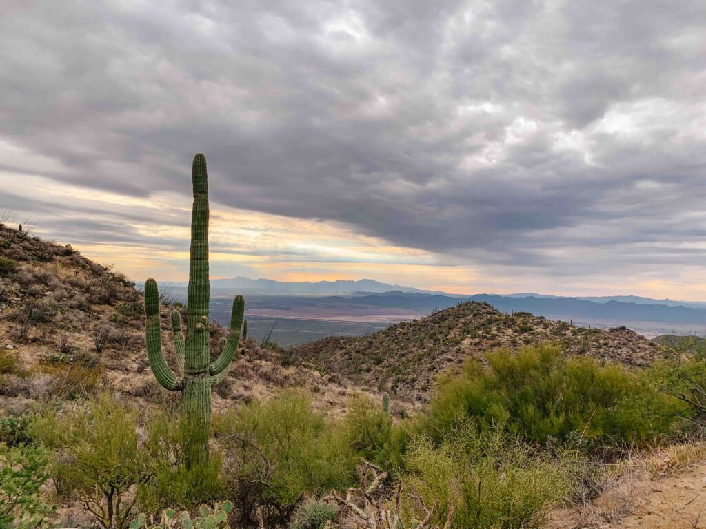 One of the best national parks in Arizona is Saguaro National Park just a quick drive from Tucson.