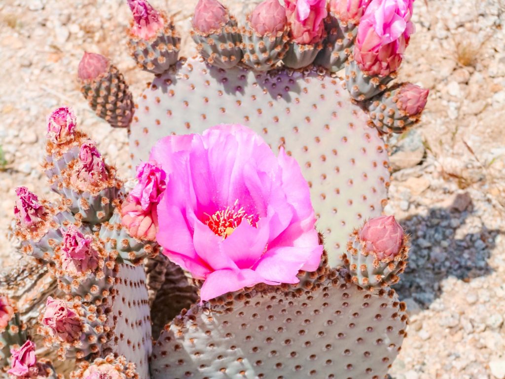 pink flower blooming on a cactus with lots of buds in a circle around the edge of teh cactus