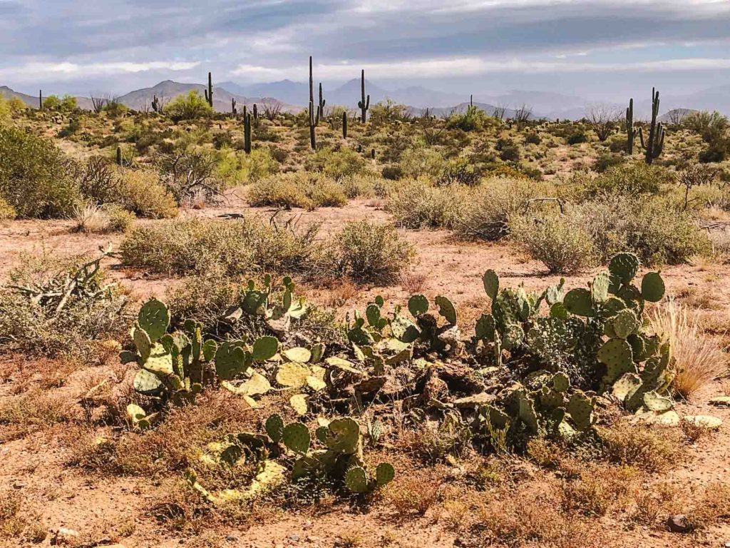 Cacti and saguaros in the Arizona desert in Scottsdale in springtime