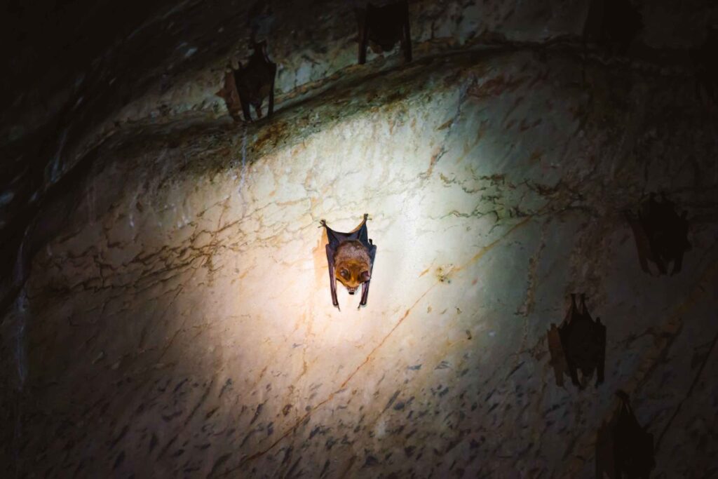 Kartchner Caverns State Park in Arizona has guided bat walks to see cave bats