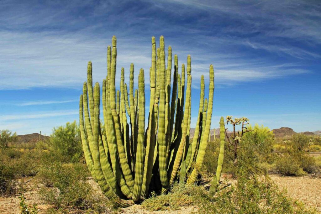 Namesake cactus at Organ Pipe Cactus National Monument in Arizona