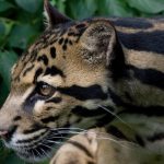 Borneo and Sumatra megaprojects are carving up clouded leopard forests
