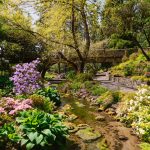 lush garden in spring in Portland